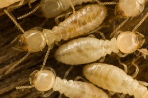 Termite Inspection Baltimore