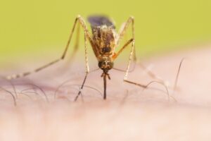 Insect Pest Control Maryland