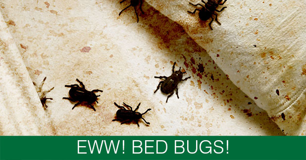 bedbugs