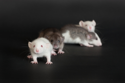 dreamstime-xxl-28092492-5cbe3761c4a0b