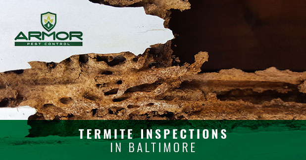 termite-inspection-baltimore-5ca61302b7e10