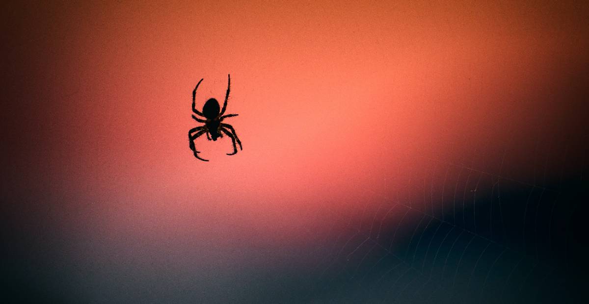Why-Do-I-Keep-Seeing-Spiders-in-My-House-featured-image-Armor-Pest-Control-5eb16ec95cb10