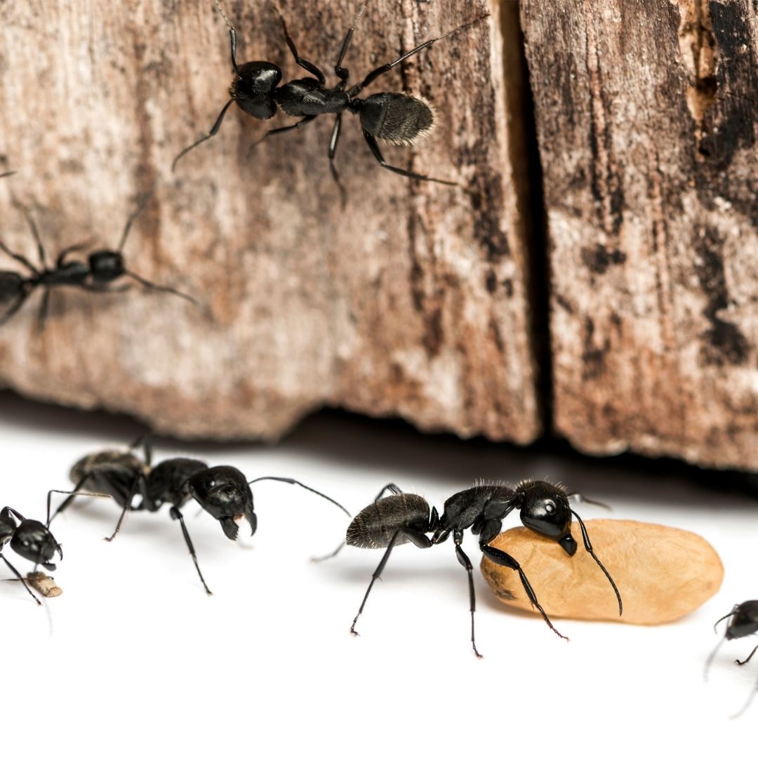 Several black ants