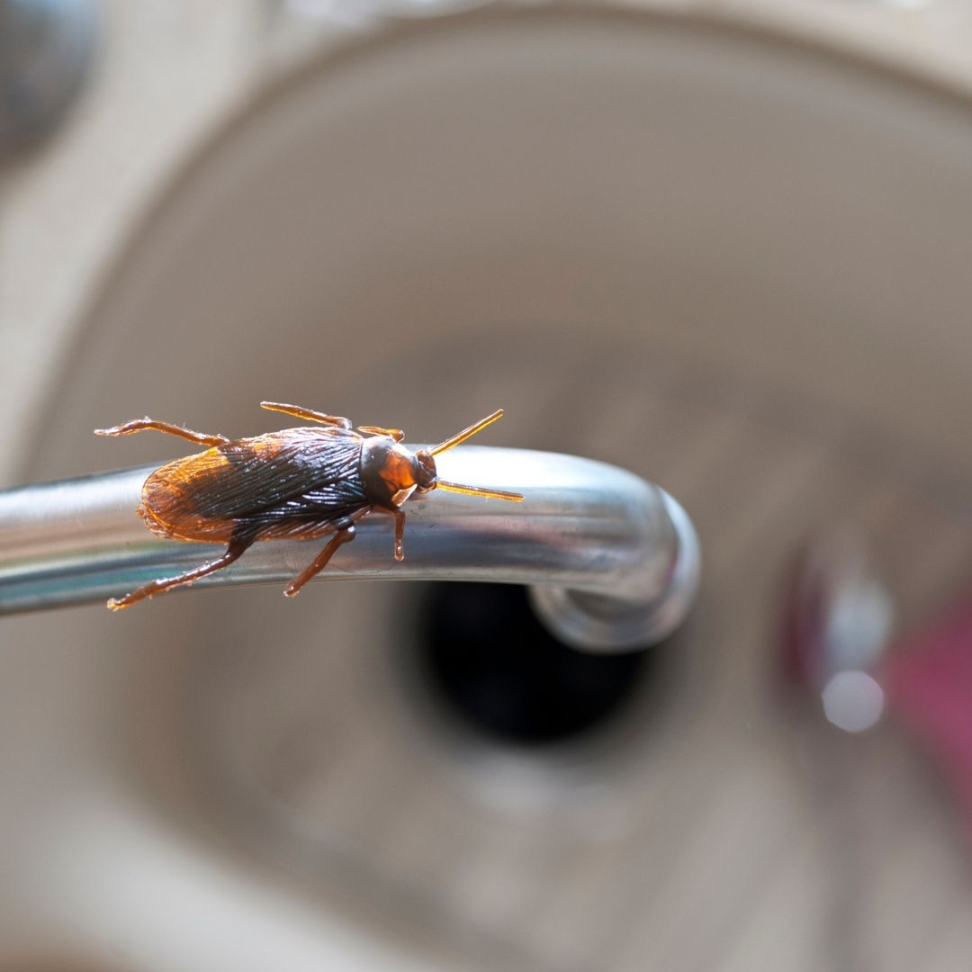 Cockroach on a kitchen faucet