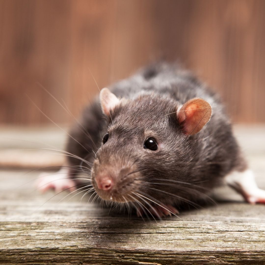 A little mouse