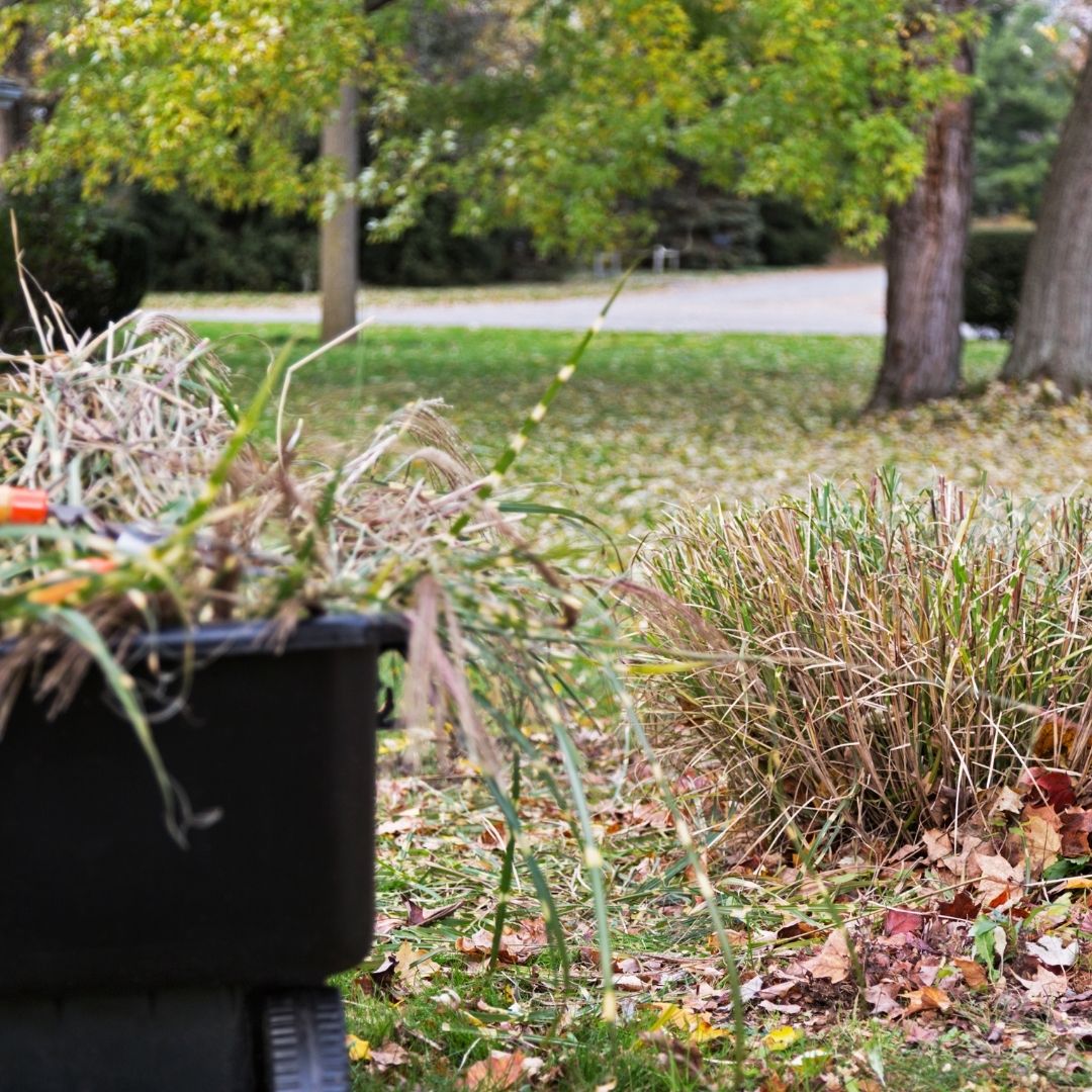 Yard cleanup