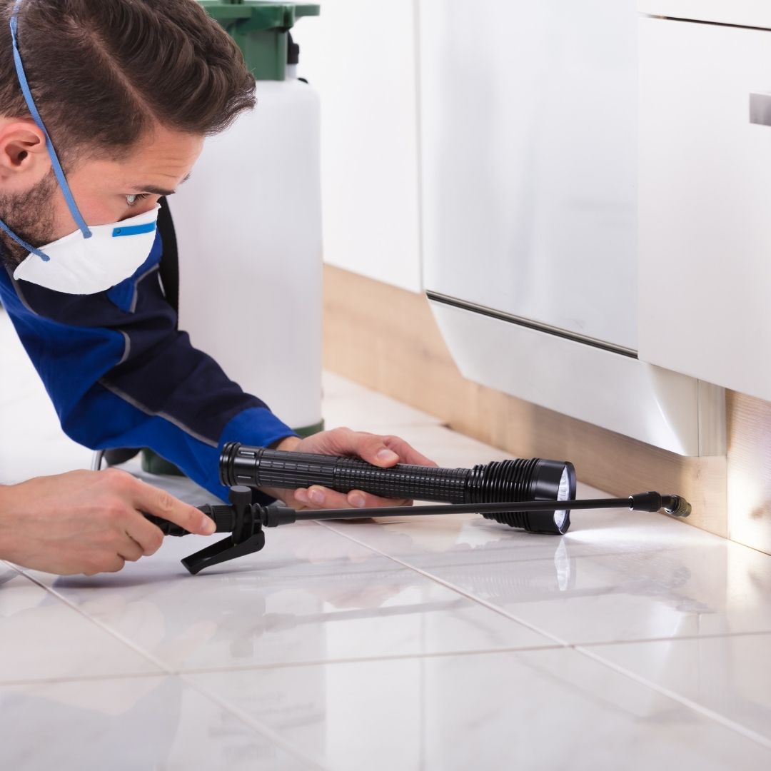 Pest inspection