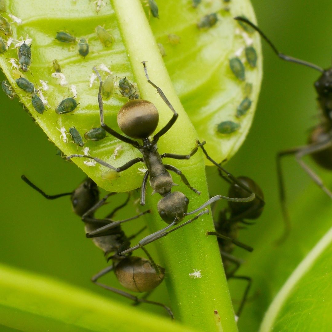 Ants on a leaf