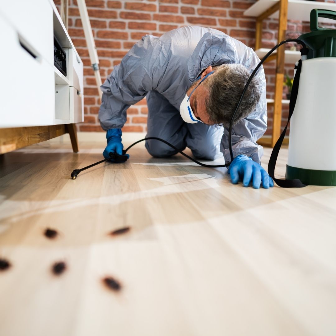 A pest inspection