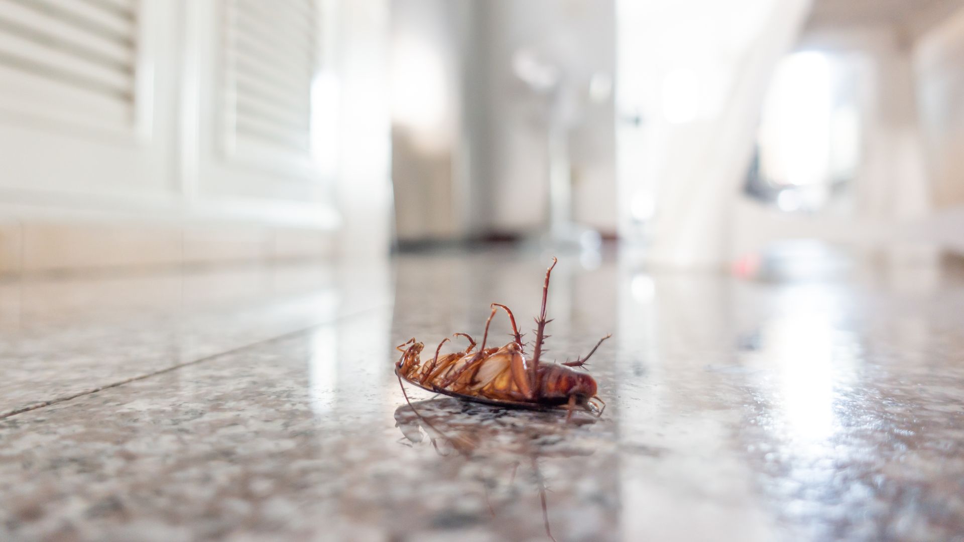 A1275 - Armor Pest Control - 4 Home Pests You Should Eradicate featured img