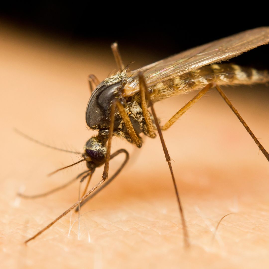 close up of mosquito on someone's skin