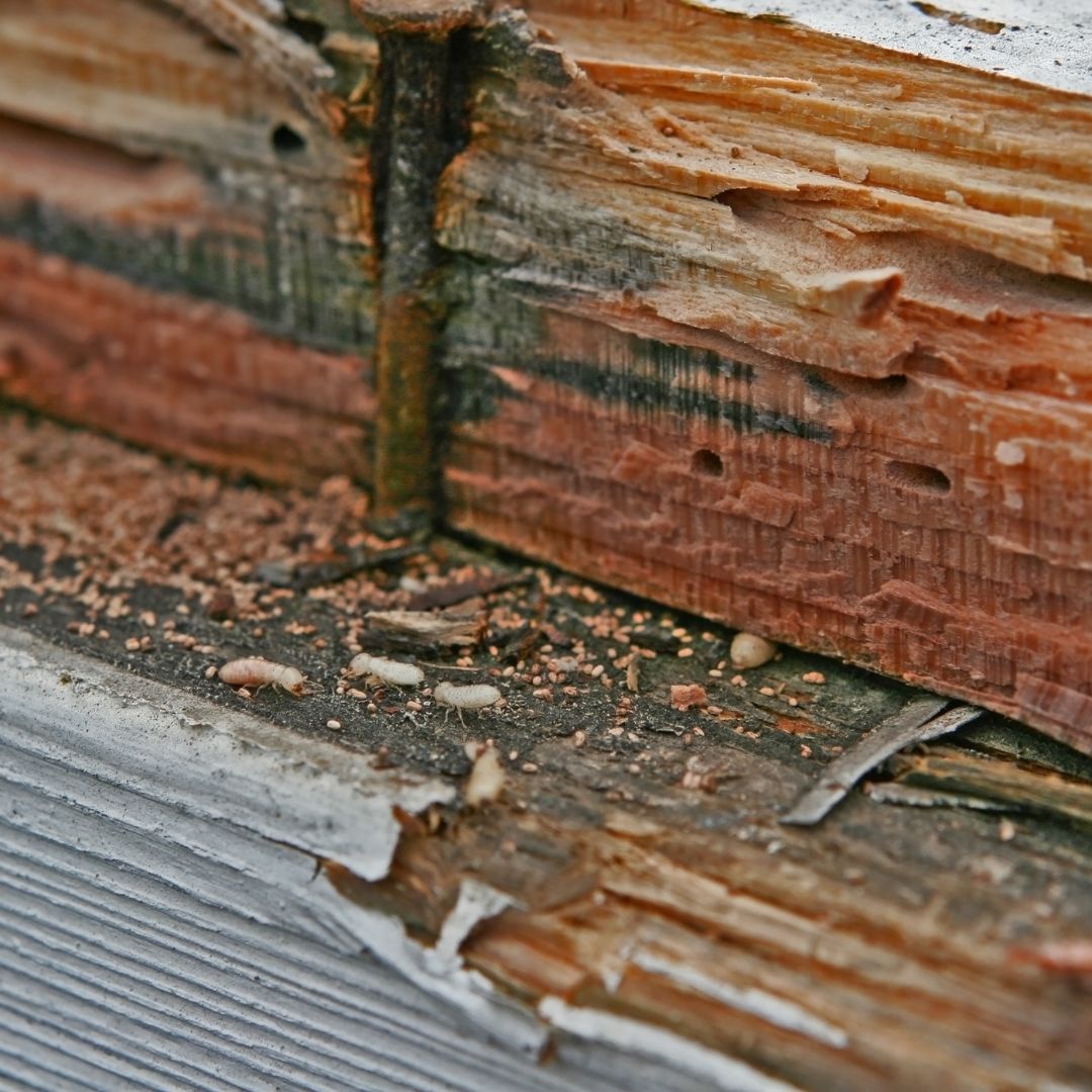 wood infested with termites