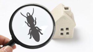 magnifying glass showing an ant near a house