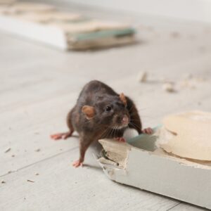mouse gnawing on wood