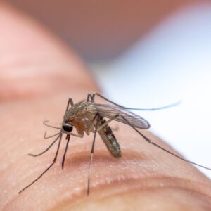mosquito on skin