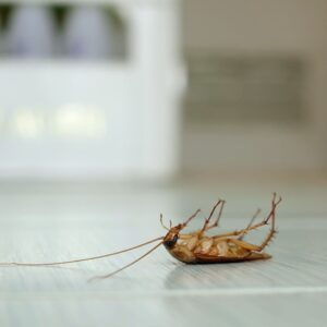 cockroach on the floor