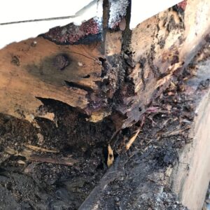 termite damage on the exterior of the house