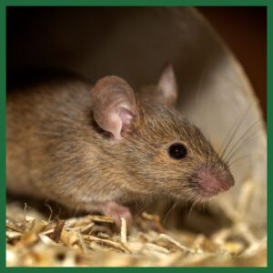 mice