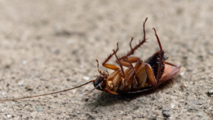 dead insect.