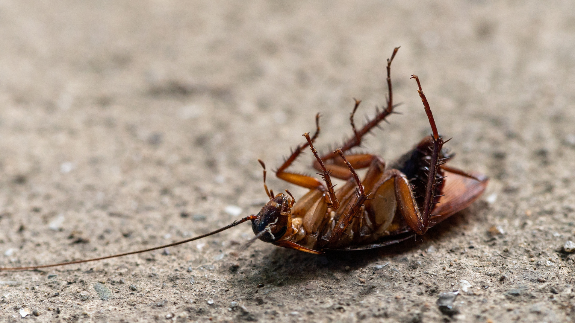 dead insect.