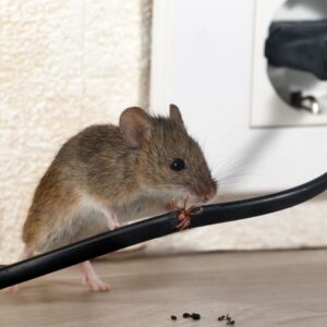 A1275 - Armor Pest Control